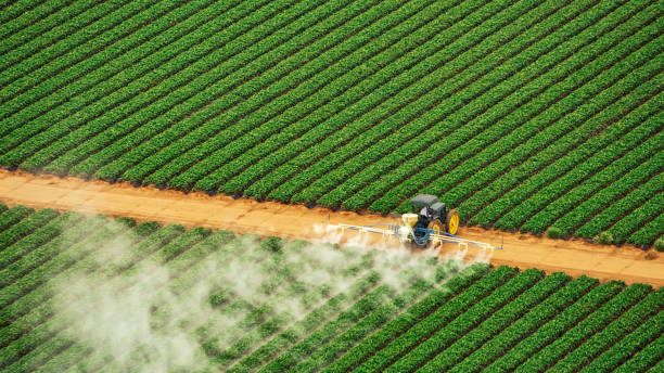 Wasp Removal Services in Bamberg, SC