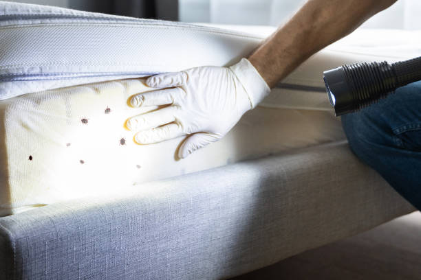 Best Bed Bug Extermination  in Bamberg, SC