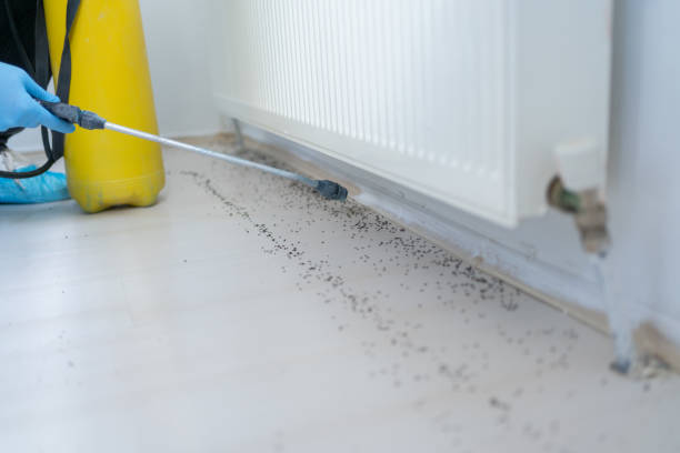 Best Termite Control Services  in Bamberg, SC